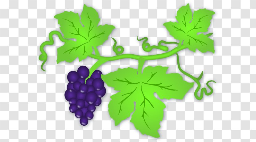 Common Grape Vine Wine Clip Art - Cliparts Transparent Transparent PNG