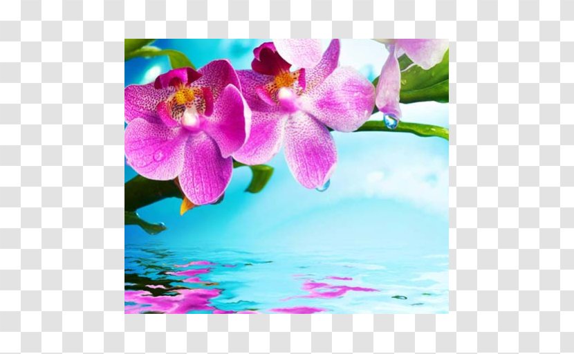 Stock Photography Orchids Flower - Lilac - Cattleya Transparent PNG