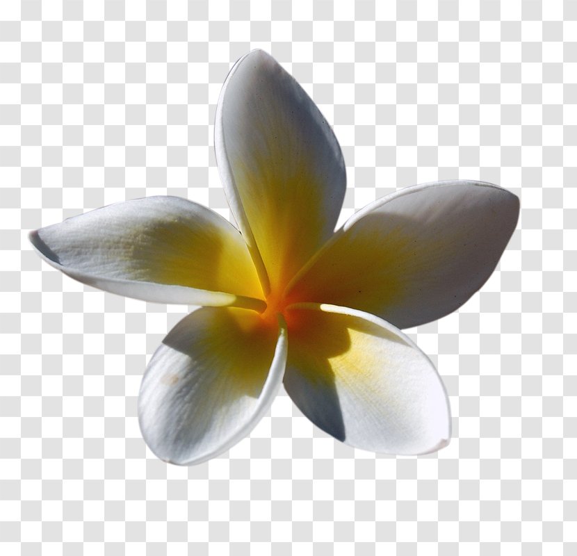 Flower Euclidean Vector - Yellow - Sunshine Transparent PNG