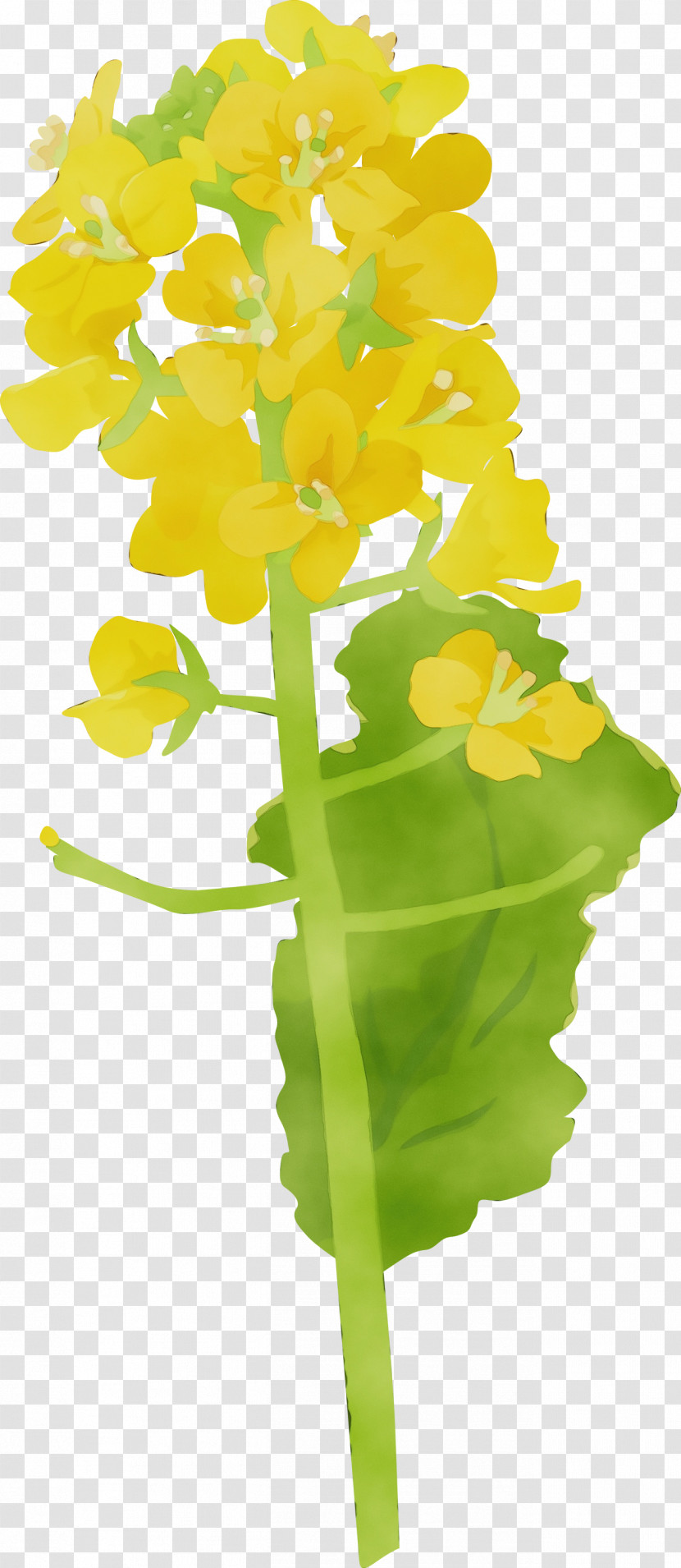 Flower Yellow Plant Cut Flowers Leaf Transparent PNG