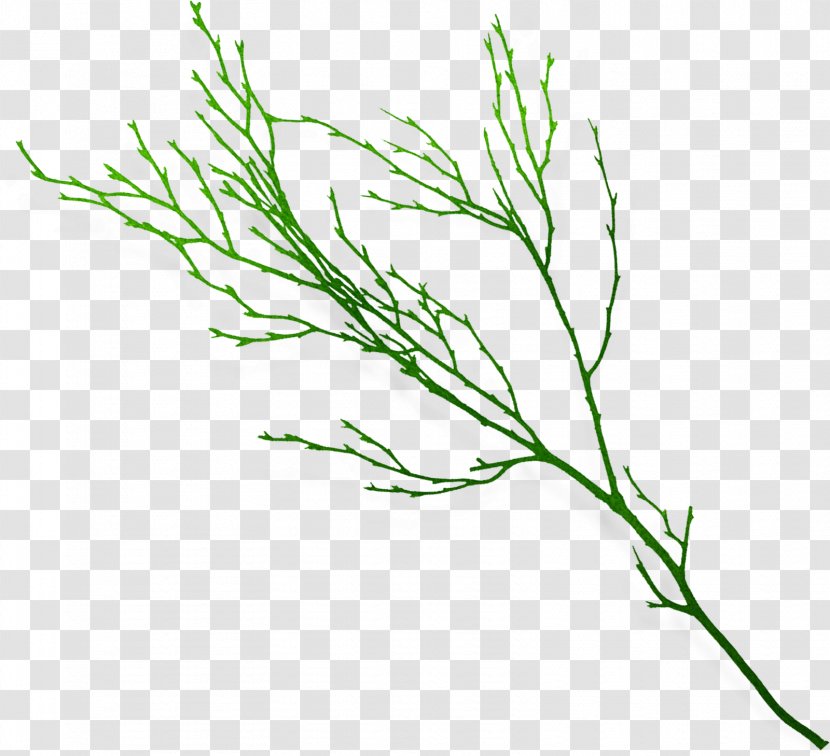 Line Art Clip - Plant - Herbs Transparent PNG