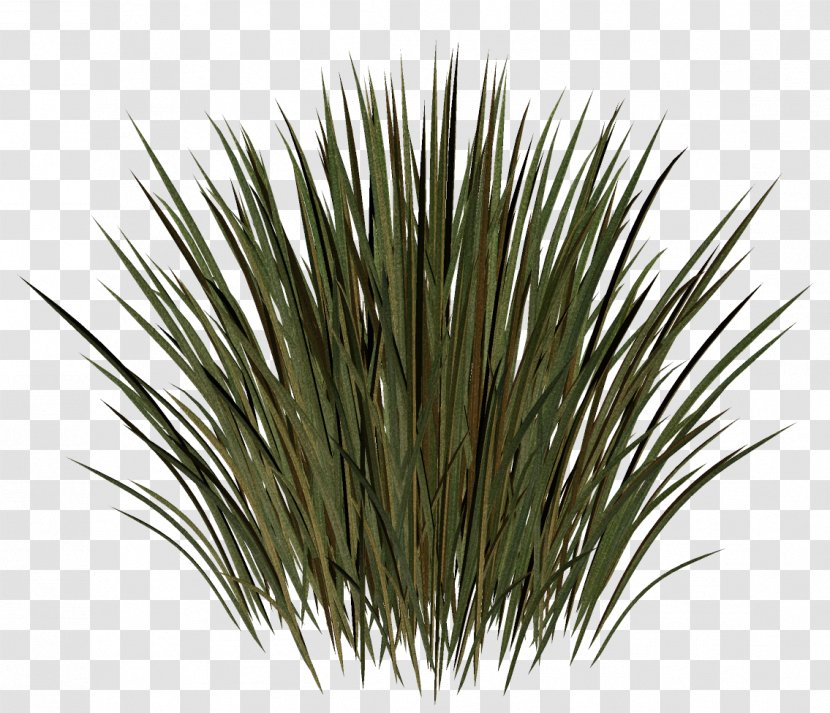 Grass Herbaceous Plant Meadow Lawn Kocaeli Province Transparent PNG