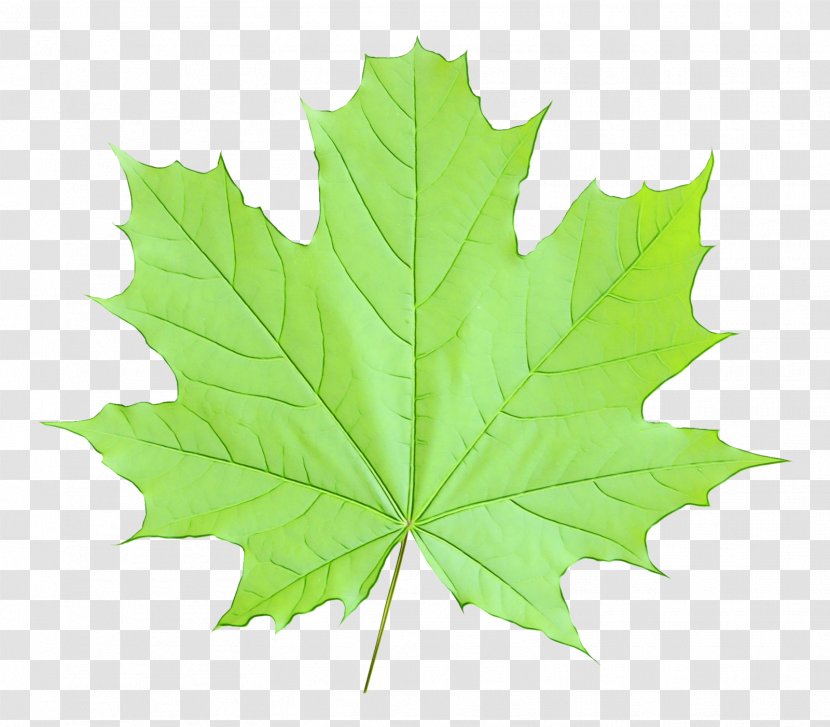 Red Maple Tree - Green - Silver Sweet Gum Transparent PNG