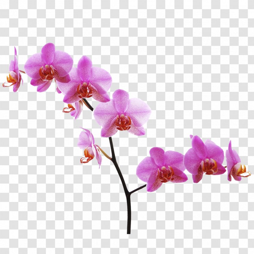Moth Orchids Flower Clip Art Desktop Wallpaper - Branch Transparent PNG