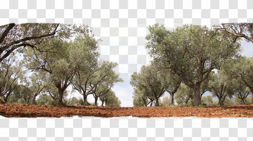 Olive Oil Tree Grove Transparent PNG