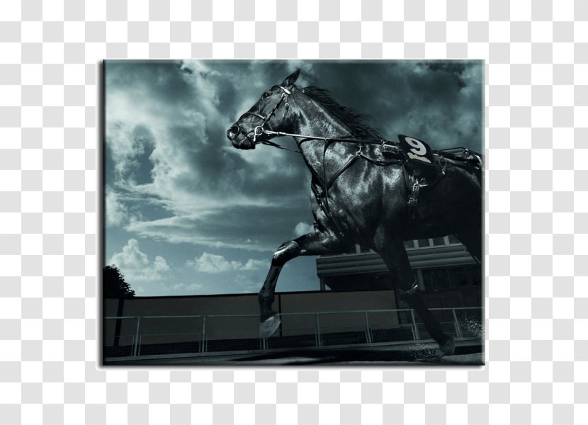 Friesian Horse Desktop Wallpaper Arabian Black Equestrian - Mane - Stallion Transparent PNG