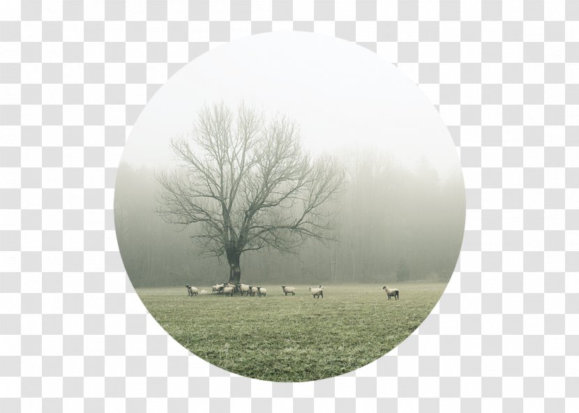 Fog Mist Tree Sky Plc - Catching Transparent PNG