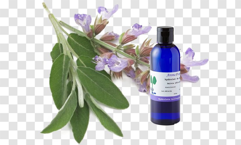 Clary Common Sage Menstrual Cycle Herb Premenstrual Syndrome - Essential Oil - Cymbopogon Martinii Transparent PNG