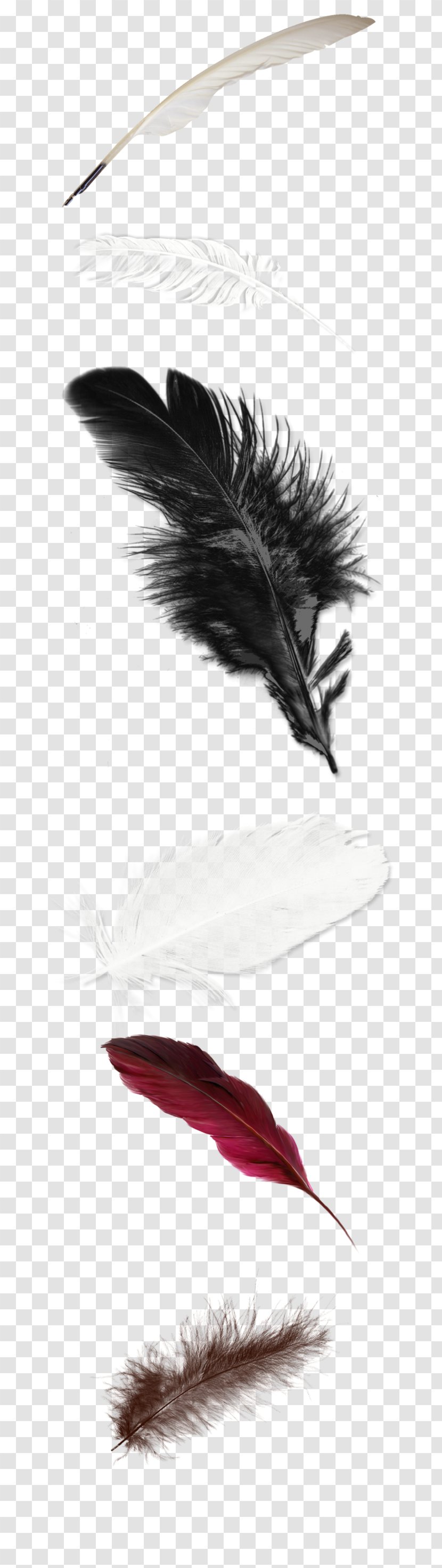 Feather White Wallpaper - Wing Transparent PNG
