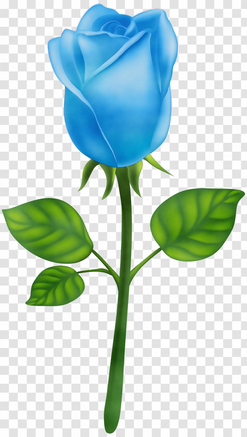 Blue Watercolor Flowers - Tulip - Rose Order Transparent PNG