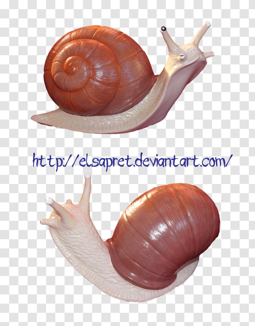 Snail DeviantArt Gastropods Stock Photography Transparent PNG