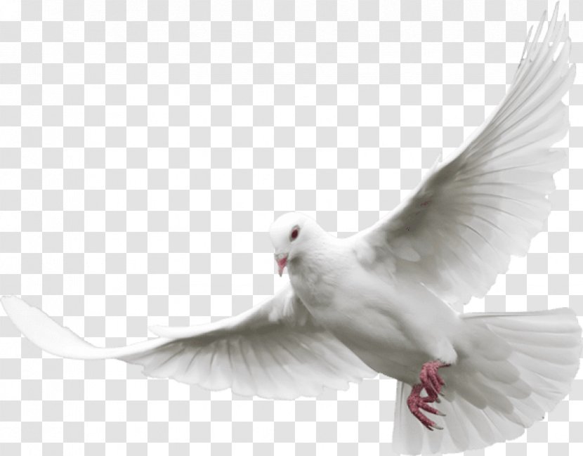 Pigeons And Doves Clip Art Desktop Wallpaper Image - Arctic Tern - Pentecost Dove Transparent PNG