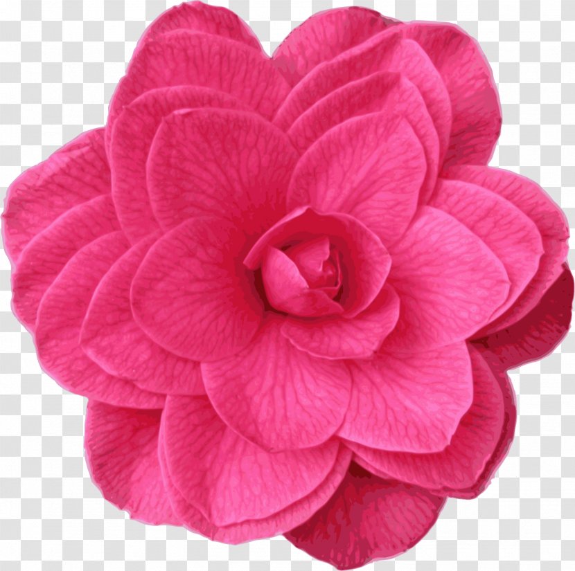 Clip Art - Japanese Camellia - Rambo Transparent PNG