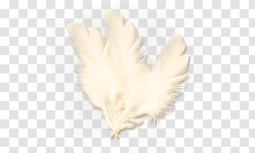 Feather Wing Tail Beak - Hand-painted Feathers Transparent PNG
