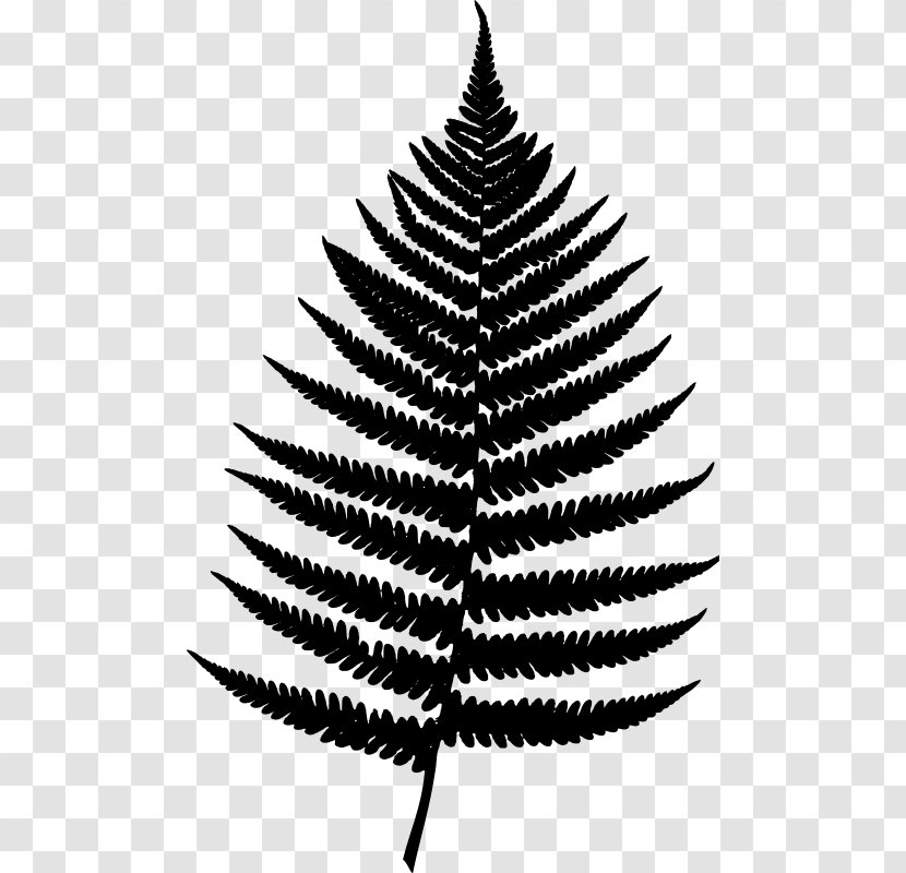 Poster Design Work Of Art Fir Vascular Plant - Evergreen - Terrestrial Transparent PNG