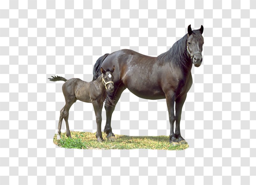 Horse Colt Foal Drawing - Animal Figure - Cabal Transparent PNG