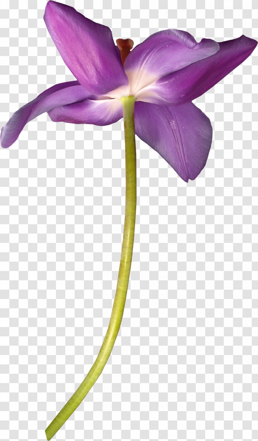 Purple Download Violet Gratis - Flowering Plant - Lotus Transparent PNG
