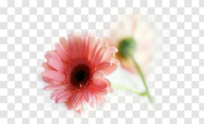 Transvaal Daisy Pink Flowers Common Desktop Wallpaper - Annual Plant - Flower Transparent PNG
