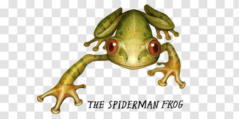True Frog Spider-Man Crazy Monster Frogs Amphibians - Ranidae Transparent PNG