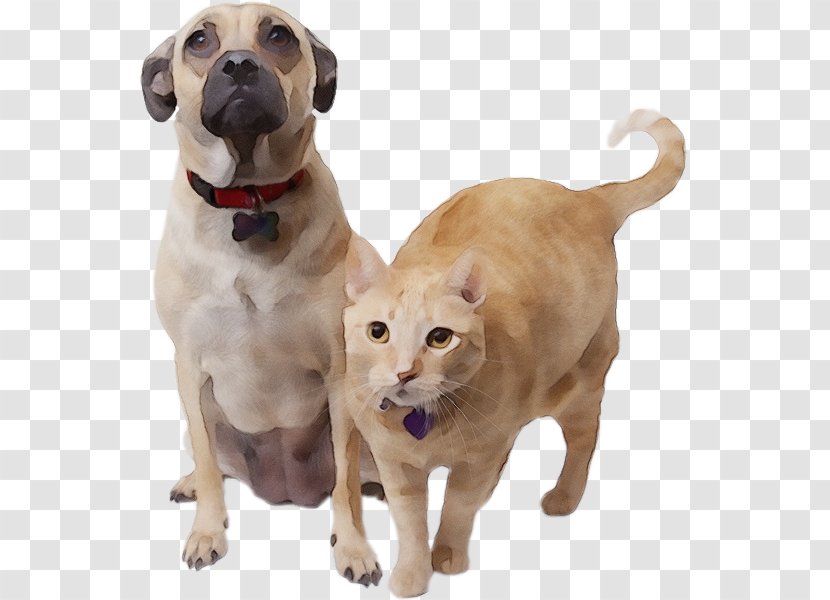 Dog Breed Labrador Retriever Snout Sporting Group - Ancient Breeds Transparent PNG