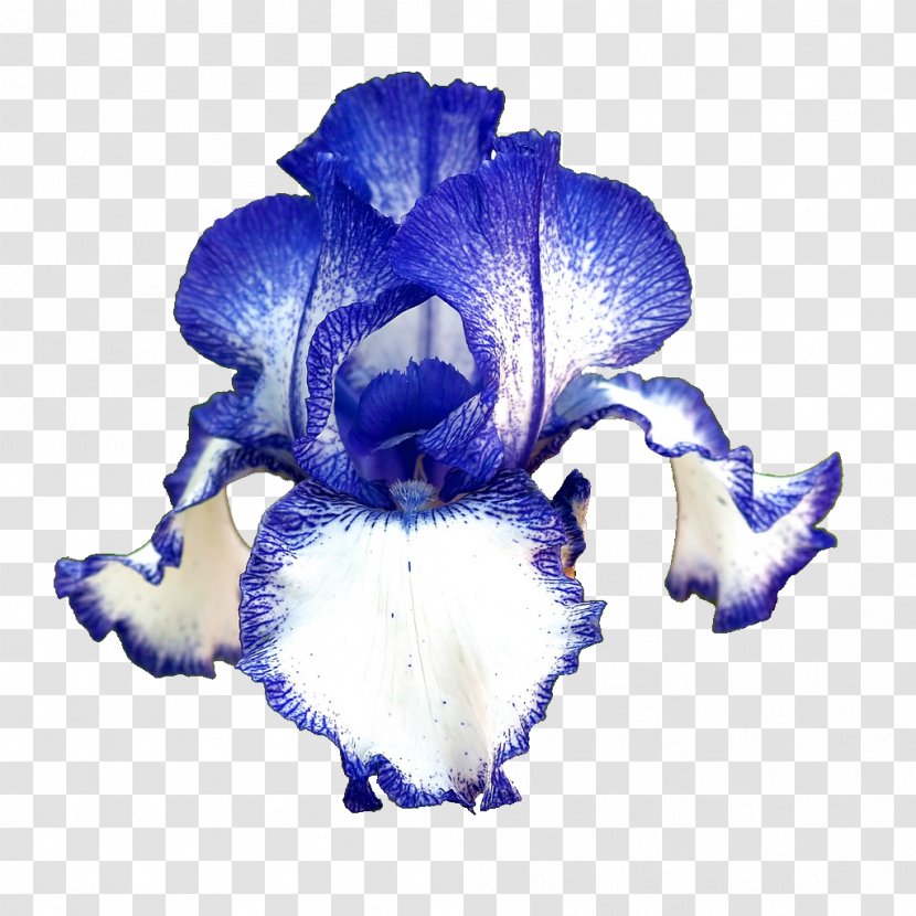 Flower Desktop Wallpaper Iris Germanica Blastoise - Irises - Lilac Transparent PNG