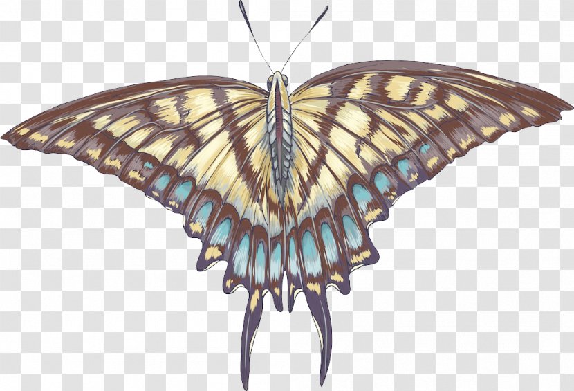 Monarch Butterfly Moth - Invertebrate - Creative Transparent PNG