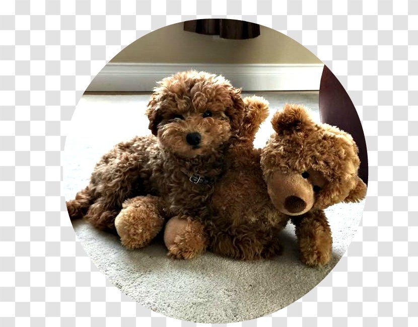 Miniature Poodle Toy Goldendoodle Puppy Cockapoo - Flower Transparent PNG