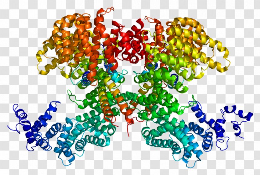 Sterol Regulatory Element-binding Protein 2 Leucine Zipper - Transcription Factor - Text Transparent PNG