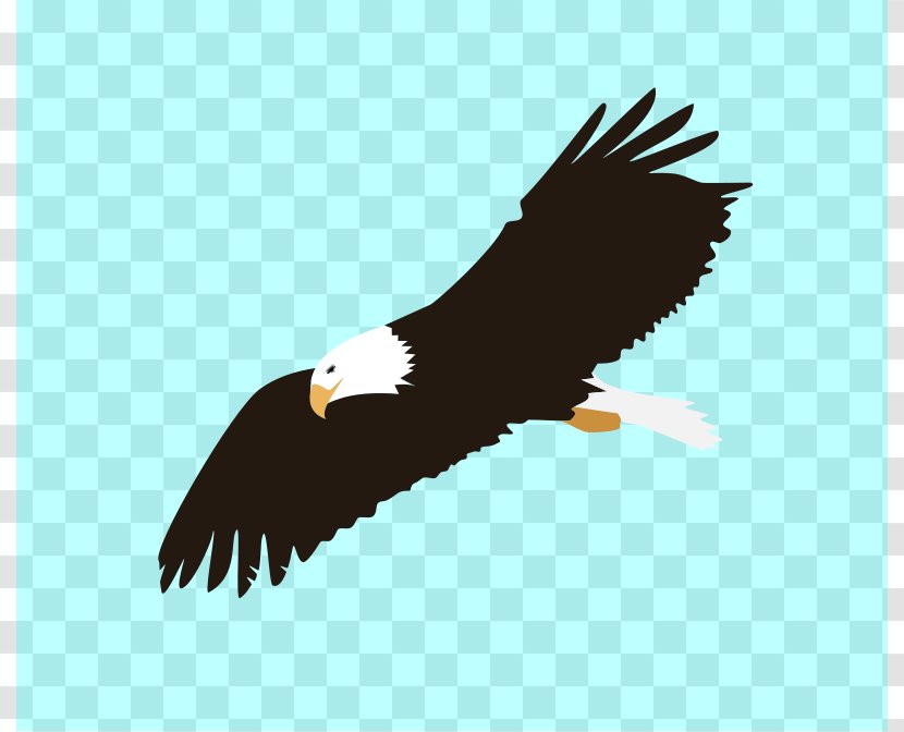 Bald Eagle Bird Of Prey Clip Art - Buzzard Clipart Transparent PNG