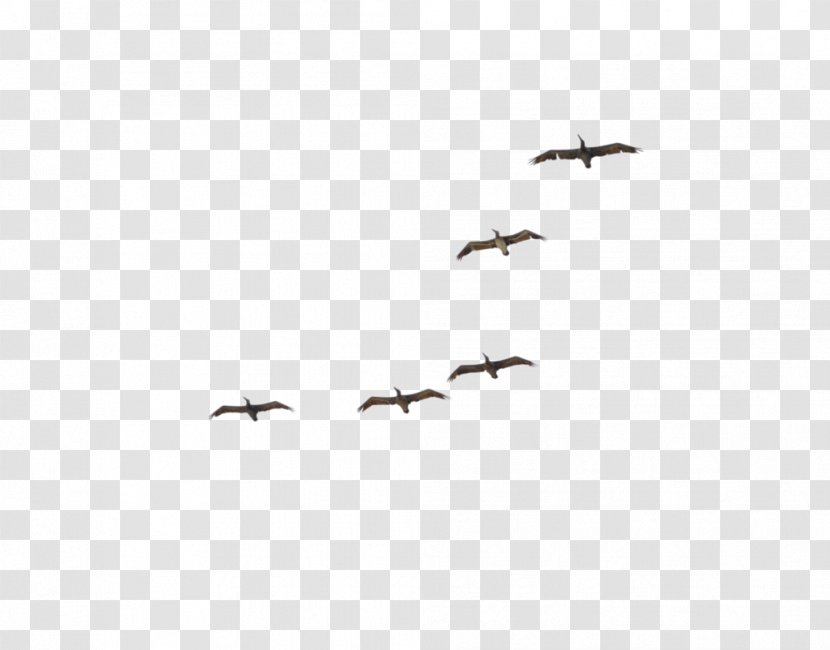 Bird Migration Flock Crane Beak Transparent PNG