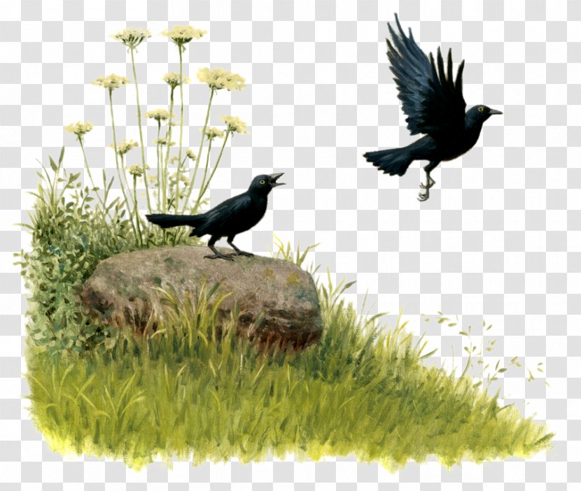 Common Blackbird Beak Qur'an Passerine - Animal - Bird Transparent PNG