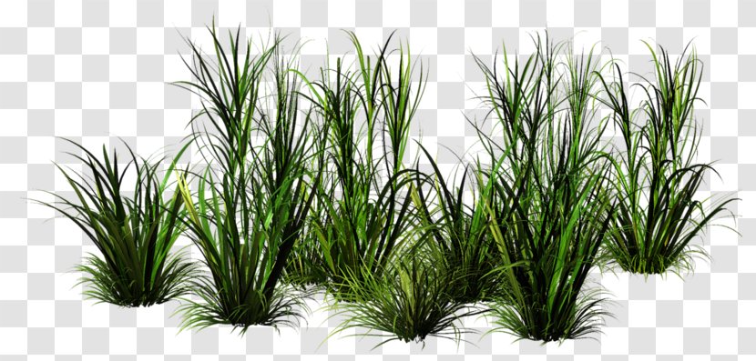 Family Tree Background - Grass - Perennial Plant Yucca Transparent PNG