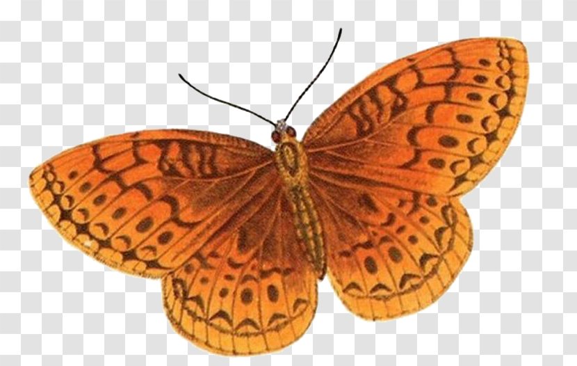 Butterfly - Moths And Butterflies Transparent PNG