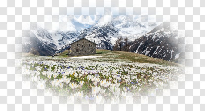 Alps Crocus Vernus Flower Chrysanthus Longiflorus - Mountain Transparent PNG