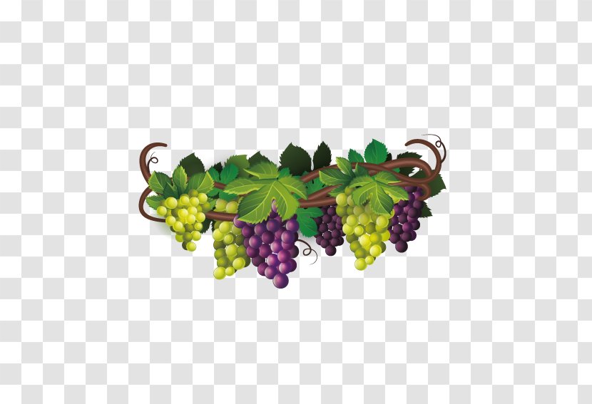 Wine Common Grape Vine The Fox And Grapes Euclidean Vector - Grapevine Family - Delicious Transparent PNG