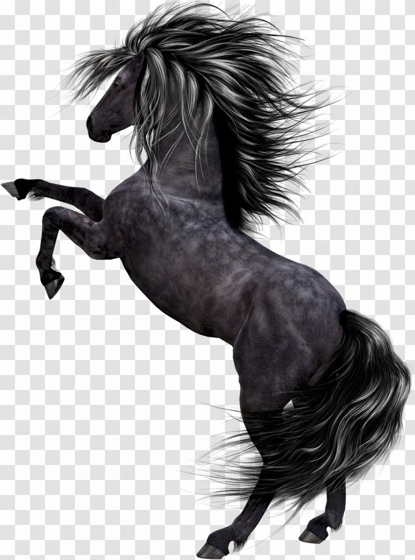 Horse Pony Black - Monochrome Photography Transparent PNG