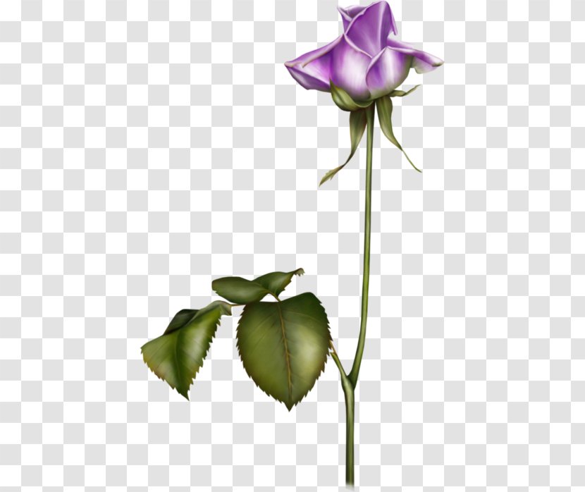 Garden Roses Flower Blue Violet - Purple Transparent PNG