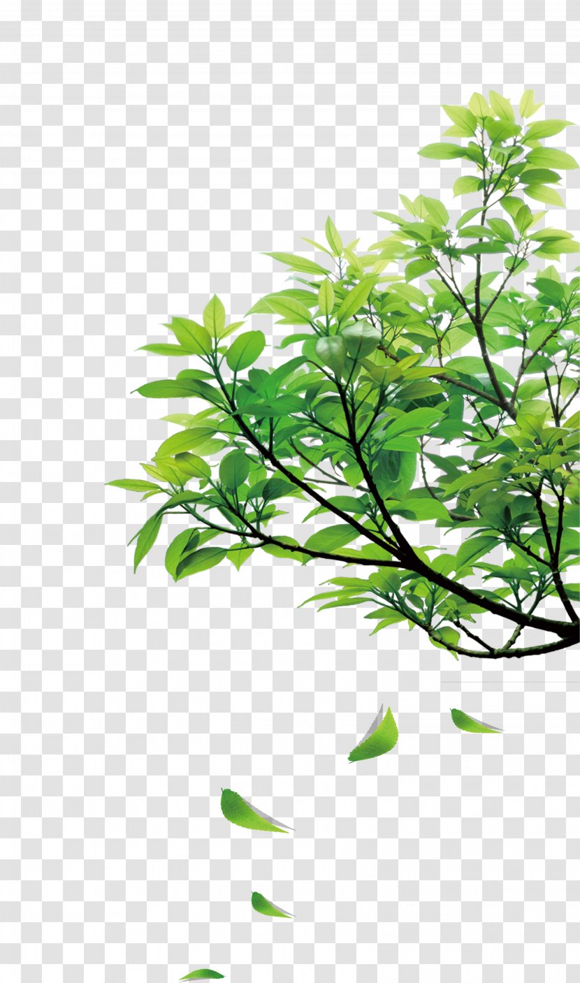 Clip Art - Leaf - Natural Green Leaves Transparent PNG