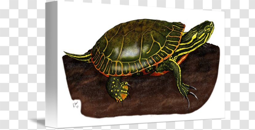 Box Turtles Painted Turtle Bokmärke Red Panda - Animal Transparent PNG