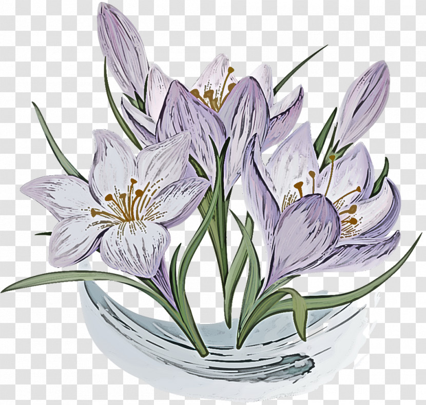 Flower Plant Petal Crocus Lily Transparent PNG