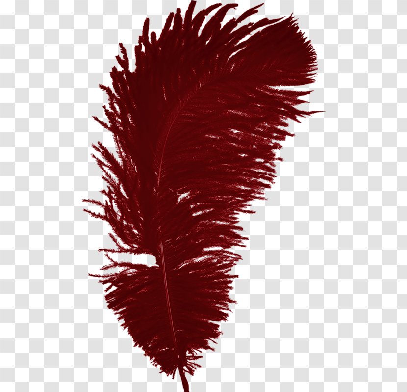 Feather Bird - Red Transparent PNG