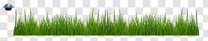 Grasses Line Leaf Family - Green - Capim Transparent PNG