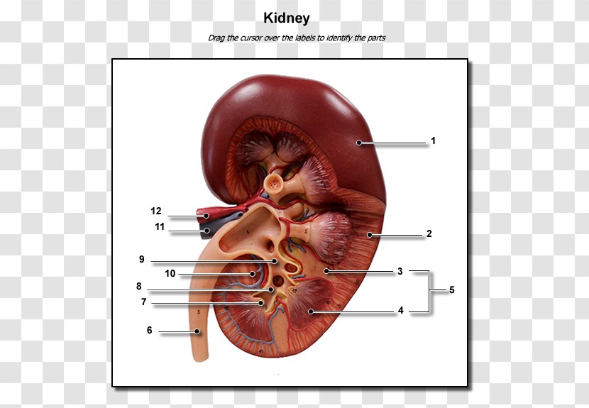 Kidney Human Body Excretory System Anatomy Renal Calyx - Frame Transparent PNG