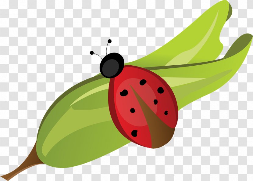 Beetle Ladybird Pixabay - Sleeping Transparent PNG