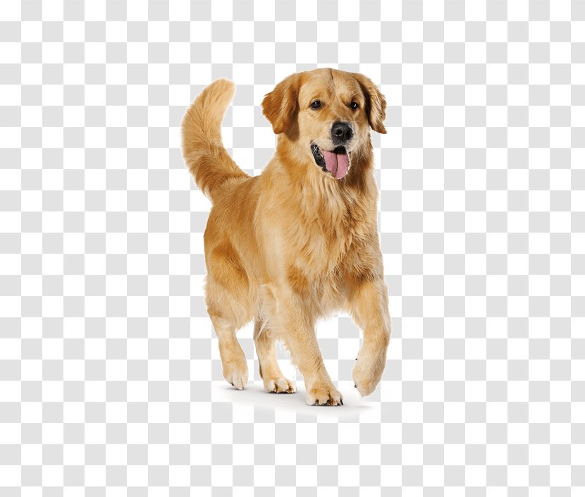 Golden Retriever Nova Scotia Duck Tolling Puppy Dog Breed Companion Transparent PNG