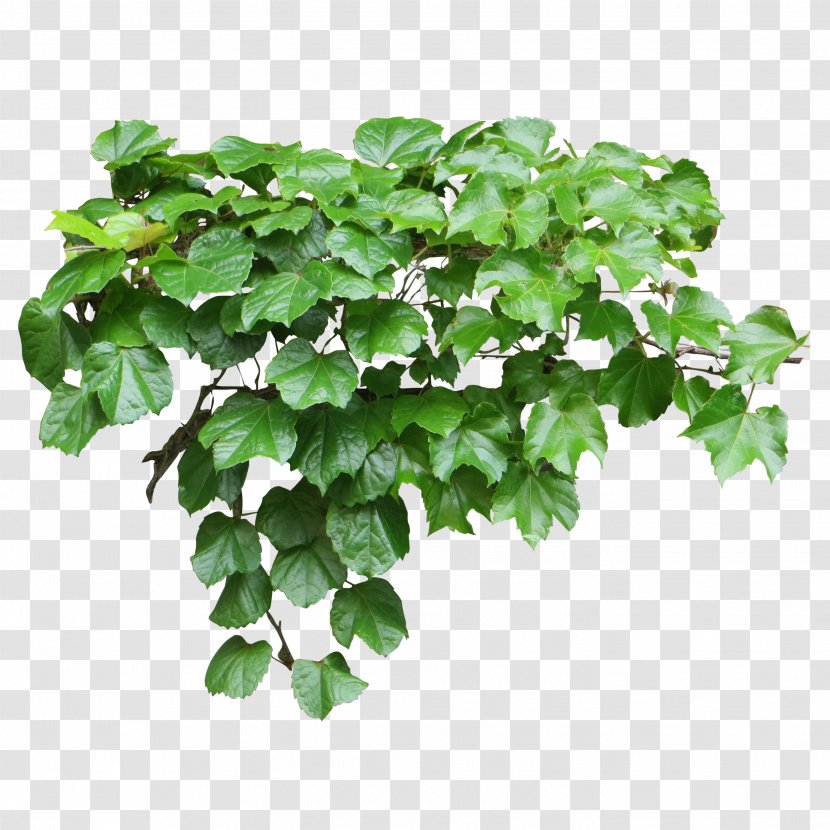Tote Bag Common Ivy Vine Evergreen - Balcony Transparent PNG