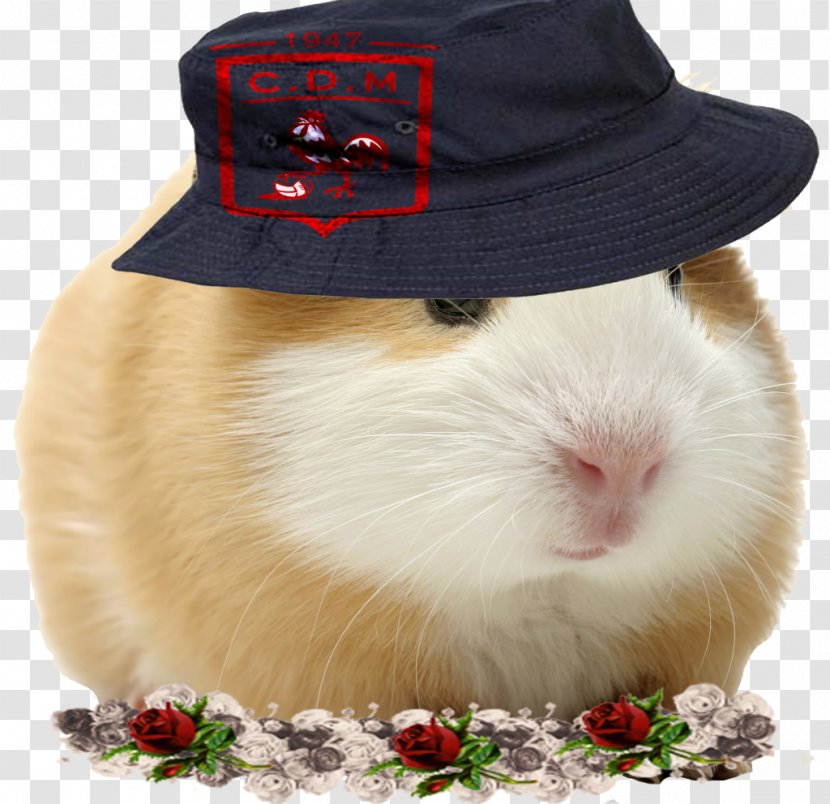 Guinea Pig Rodent Rat Whiskers Pet - Flower Transparent PNG