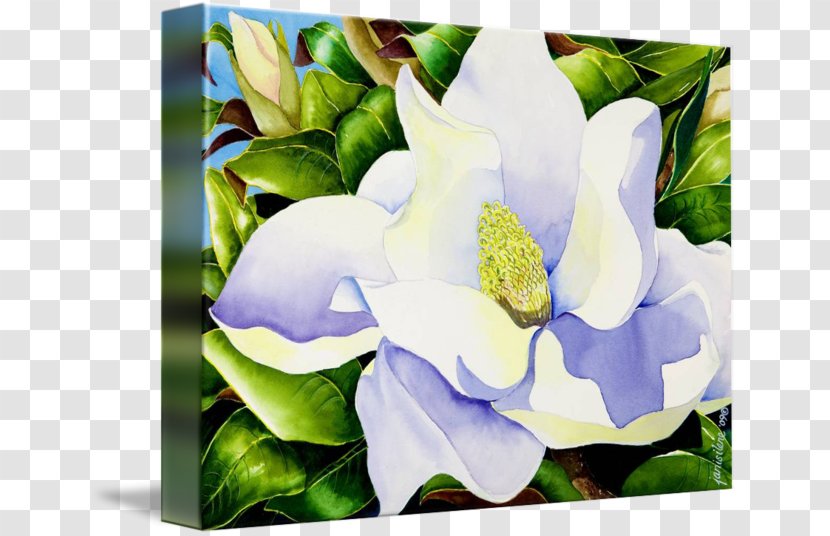 Cut Flowers Floral Design Painting Canvas Print - White - Magnolia Transparent PNG
