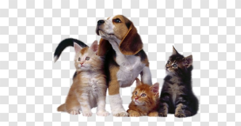 Beagle Cat Kitten Chihuahua Horse Transparent PNG