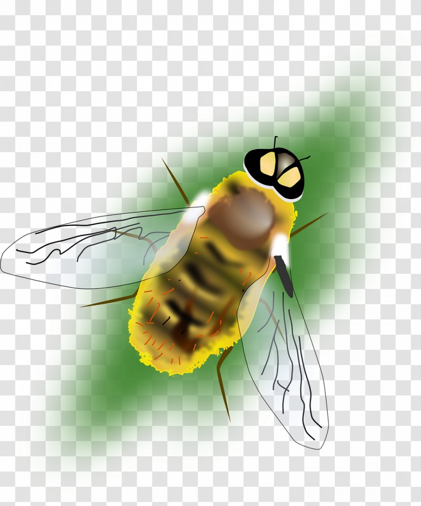 Bumblebee Hornet Insect Clip Art - Arthropod - Bee Transparent PNG